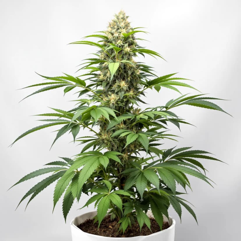 Sugar Mama feminized cannabis plant