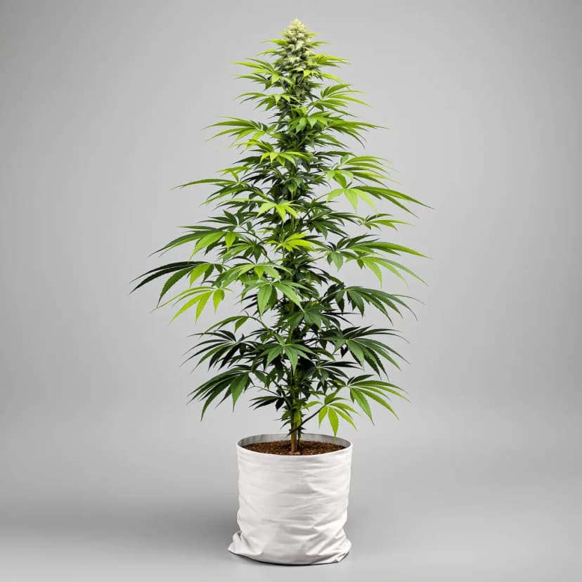 Super Green Crack feminized cannabis plant