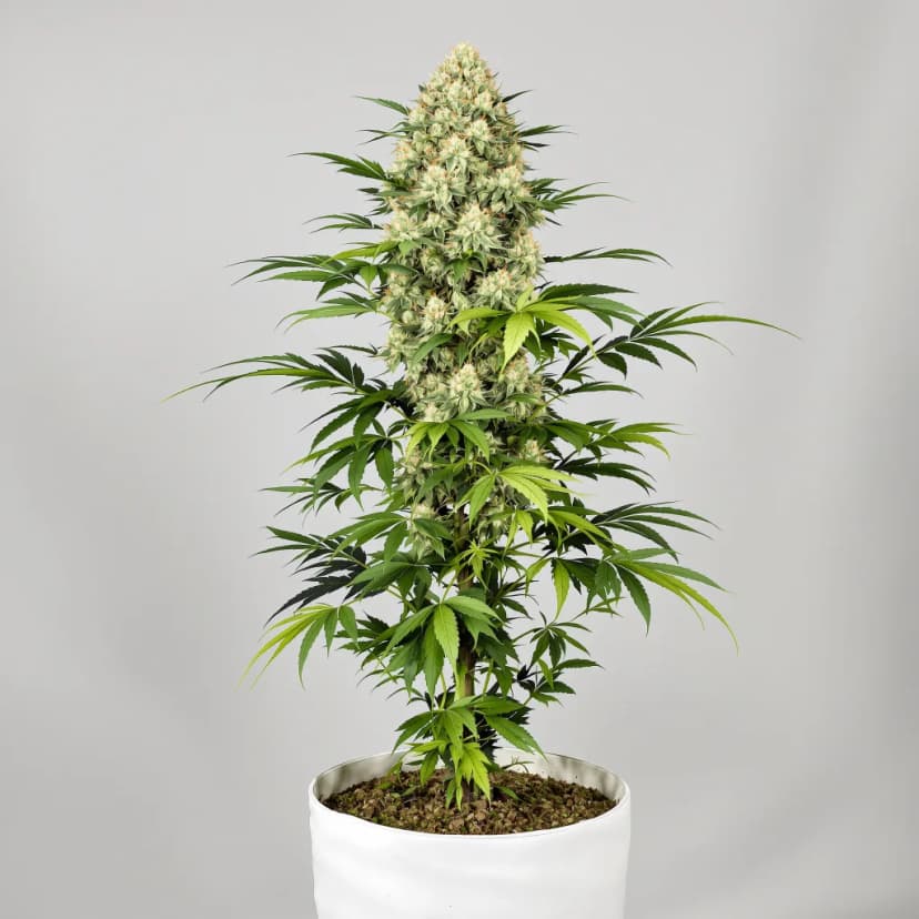 Super Jack autoflower cannabis plant