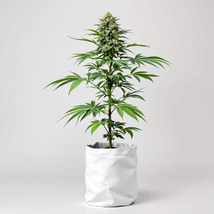 Super Kush feminized cannabis plant
