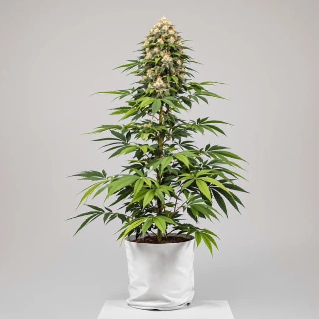 Super Skunk autoflower cannabis plant