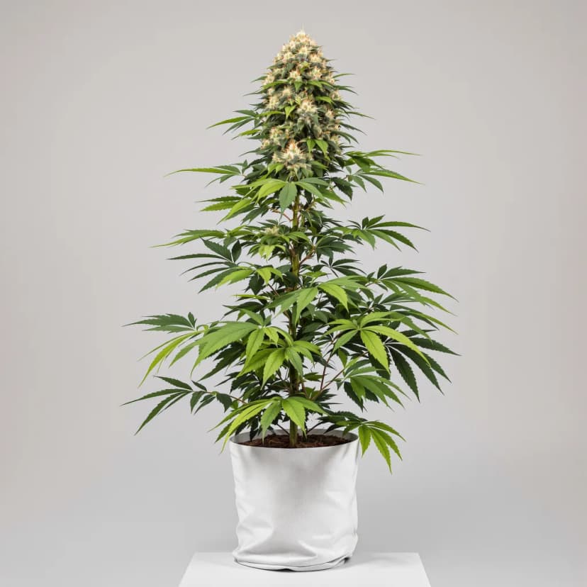 Super Skunk autoflower cannabis plant