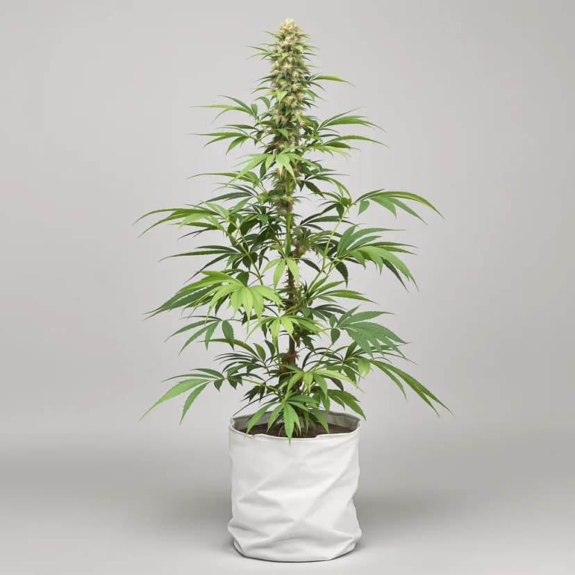 Super Sour Diesel feminized cannabis plant