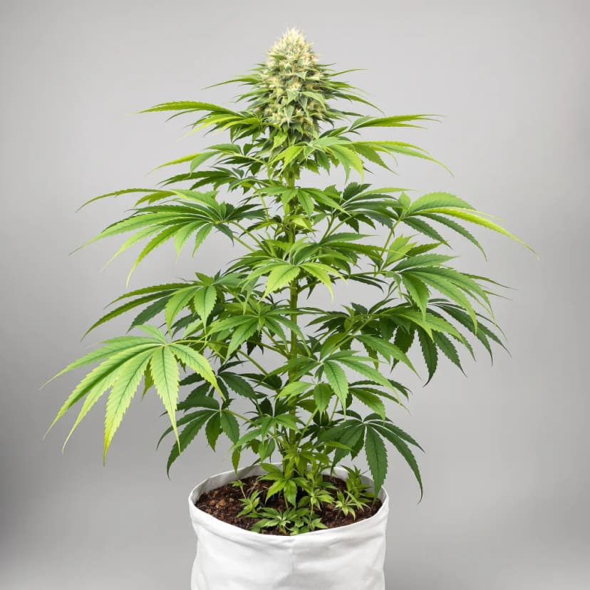 Supergirl autoflower cannabis plant