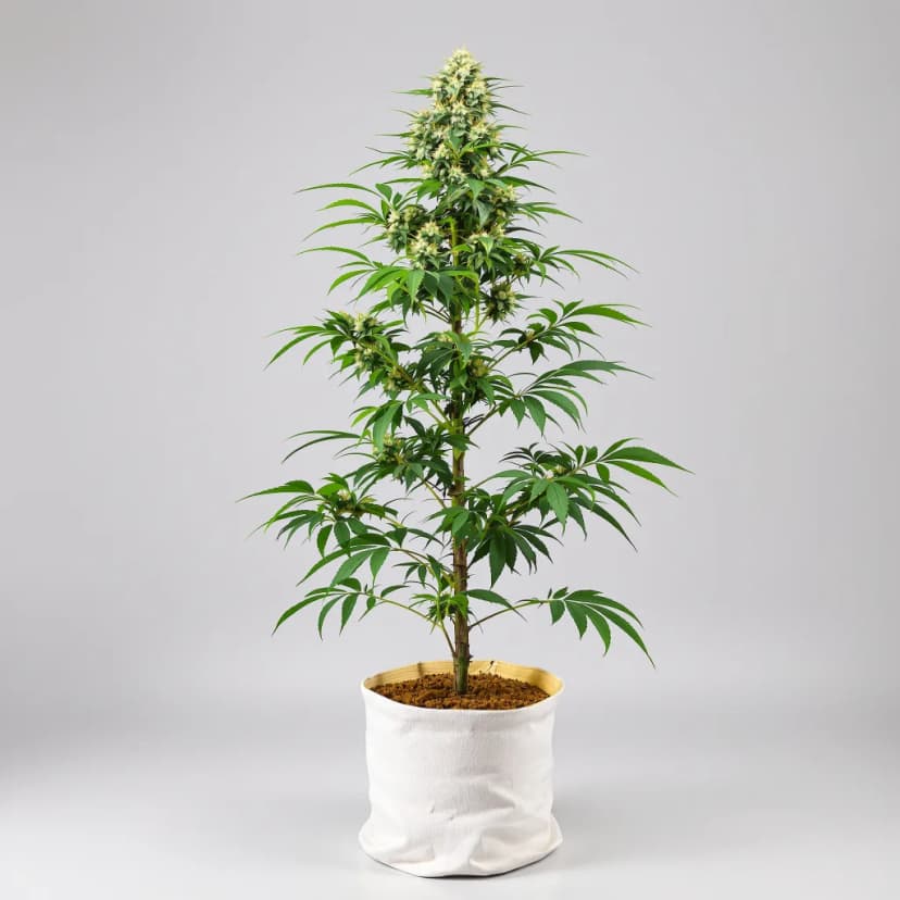 Superglue autoflower cannabis plant
