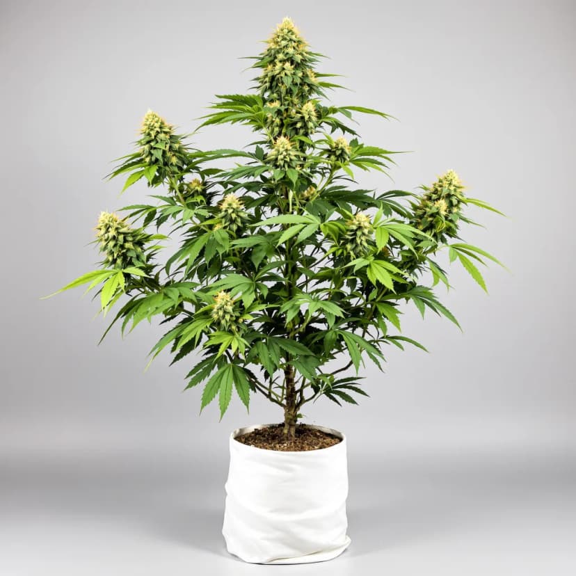 Superglue feminized cannabis plant