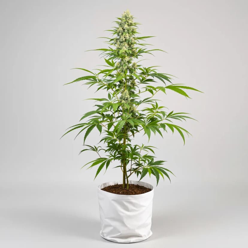 Superman OG feminized cannabis plant