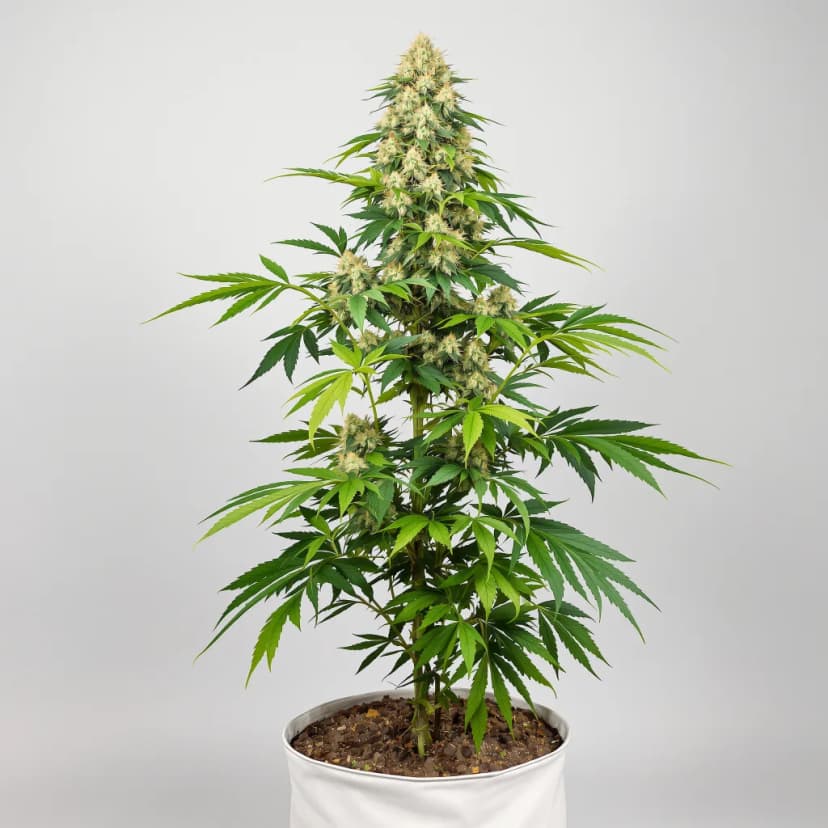 Surprise MFCKR Mixpack feminized cannabis plant