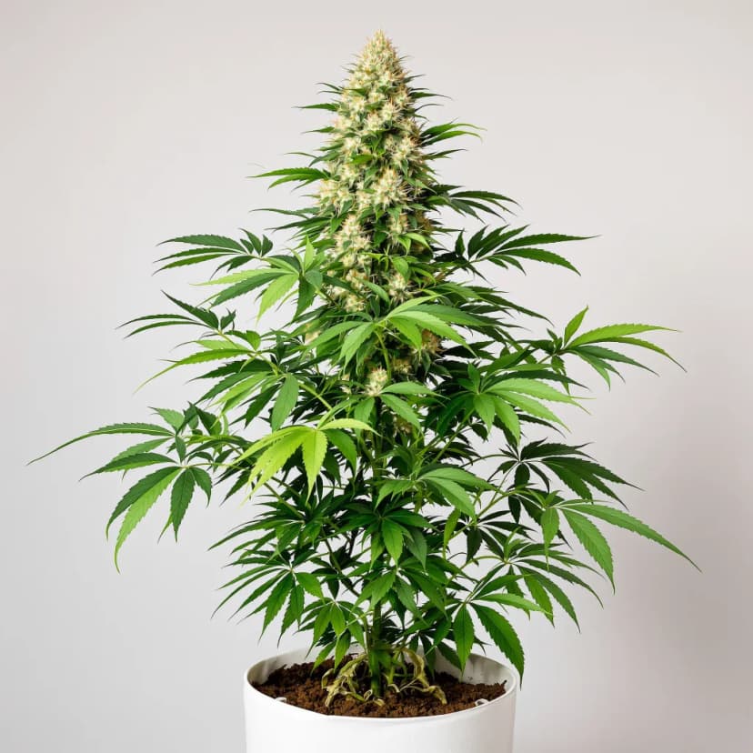 Suzy Q CBD feminized cannabis plant