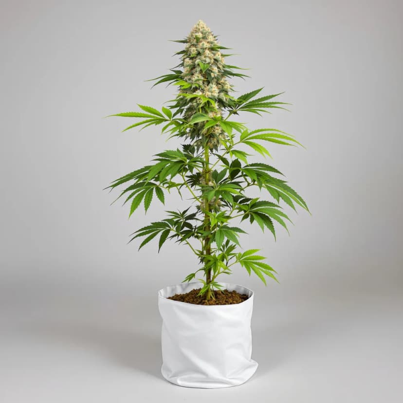 Sweet and Sour Widow CBD feminized cannabis plant