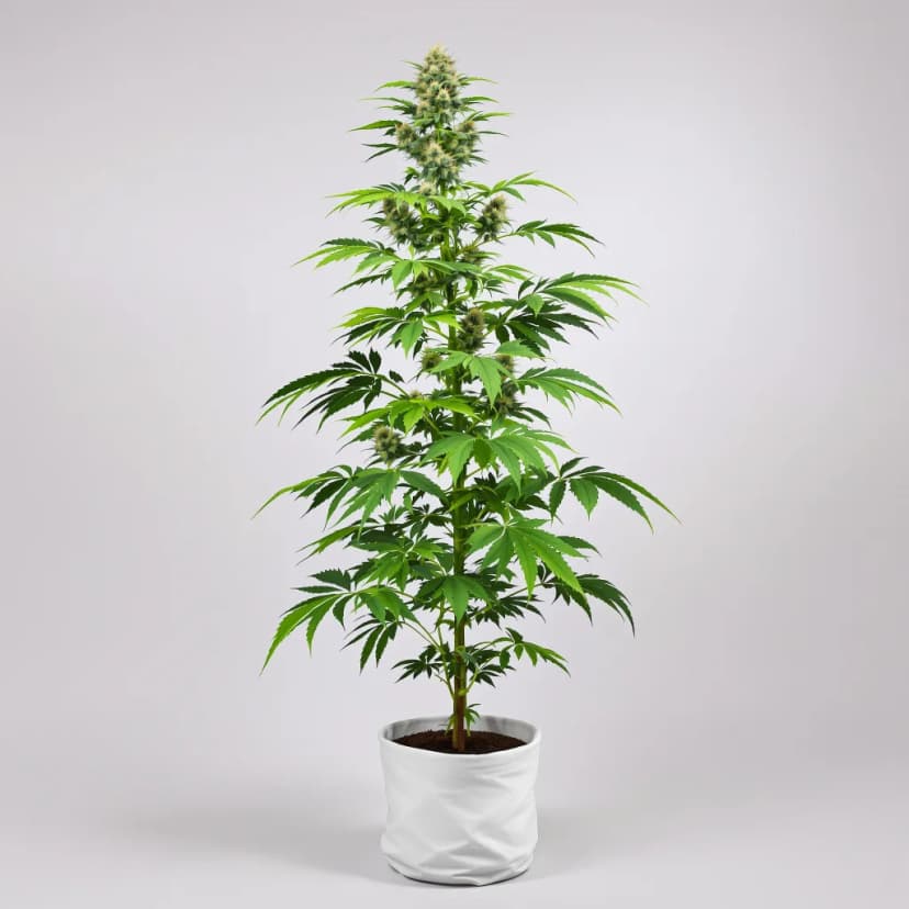 Sweet Berry feminized cannabis plant