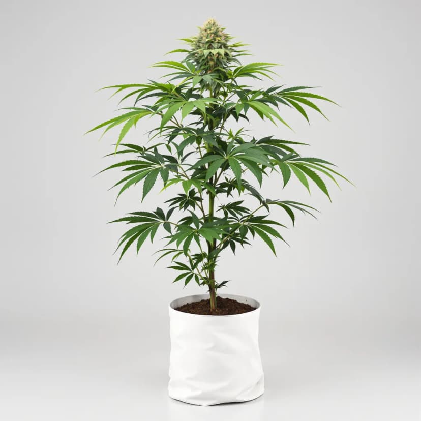Sweet Deep Grapefruit feminized cannabis plant