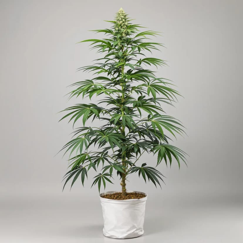 Sweet Diesel feminized cannabis plant