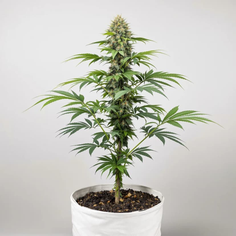 Sweet Dream feminized cannabis plant