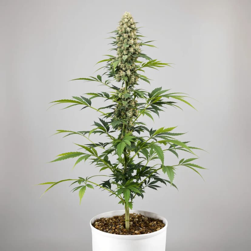 Sweet Nina autoflower cannabis plant