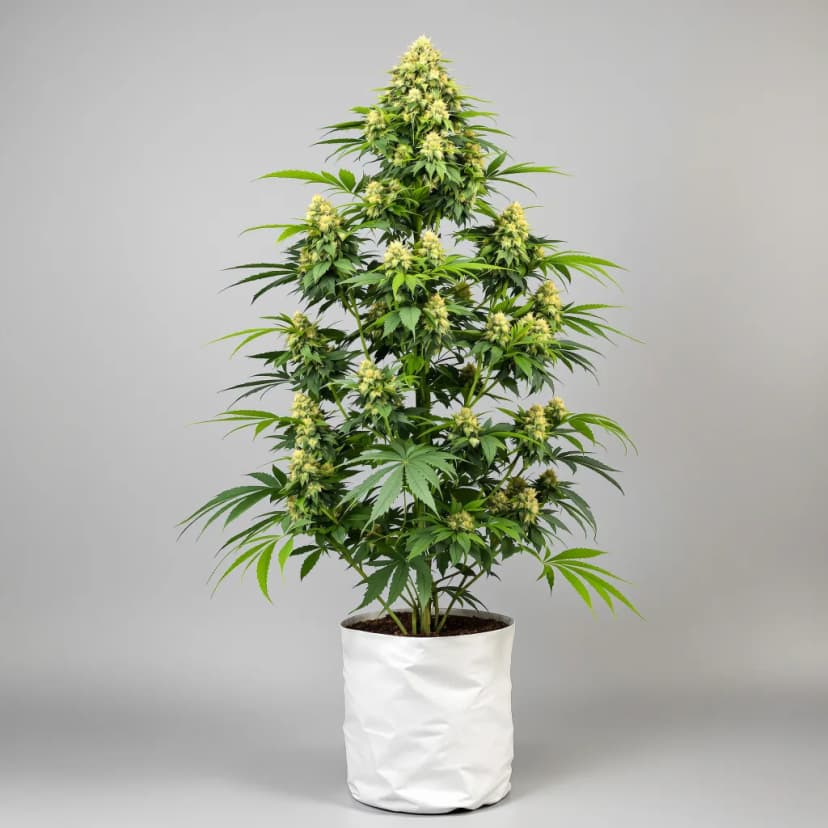 Sweet Nina feminized cannabis plant