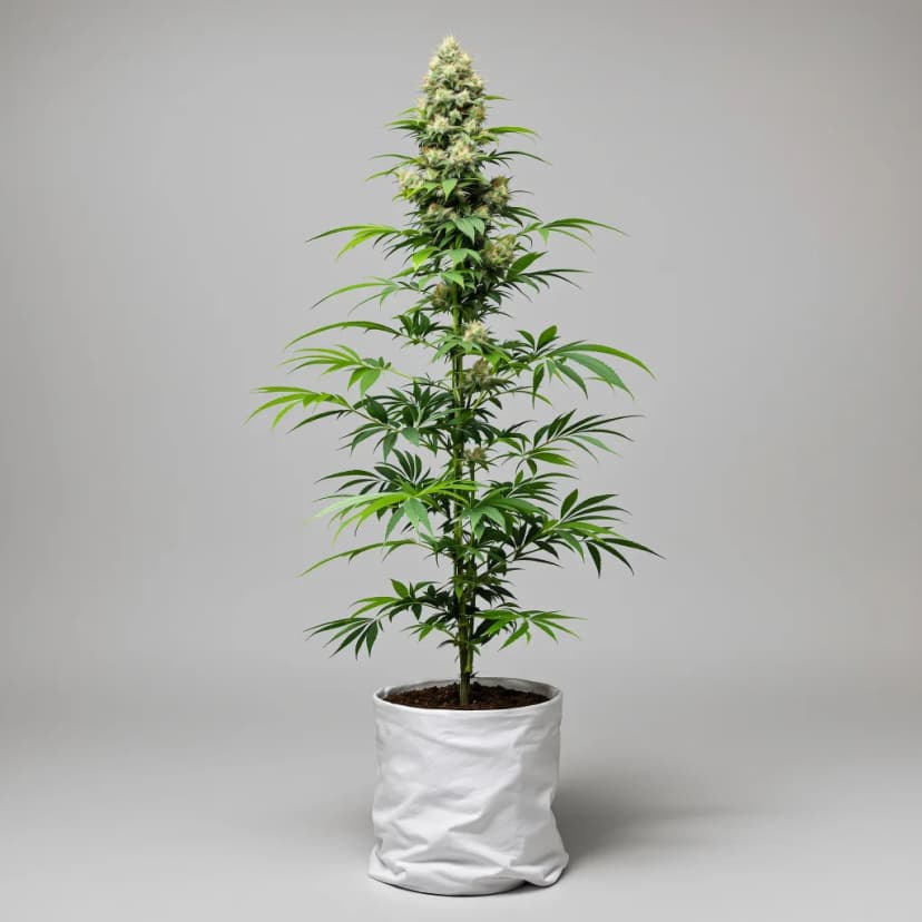 Sweet Pebbles feminized cannabis plant