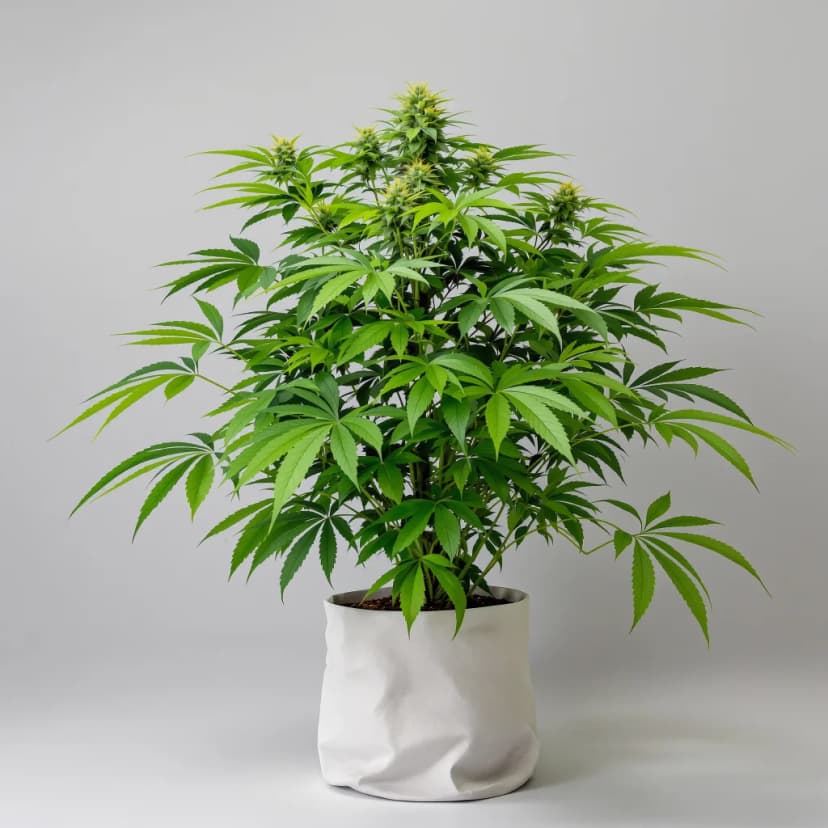 Sweet ZZ autoflower cannabis plant