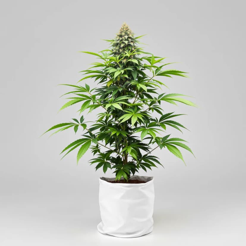 Tahoe Hydro OG feminized cannabis plant