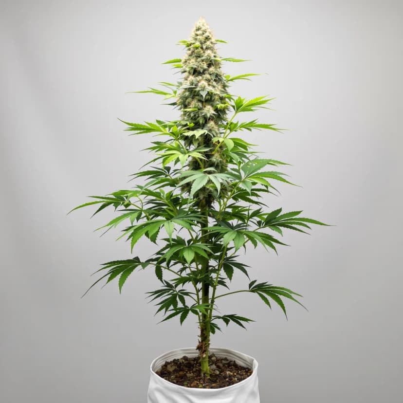 Tahoe OG feminized cannabis plant