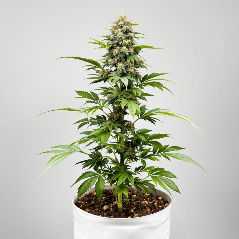 Tahoe OG Kush feminized cannabis plant