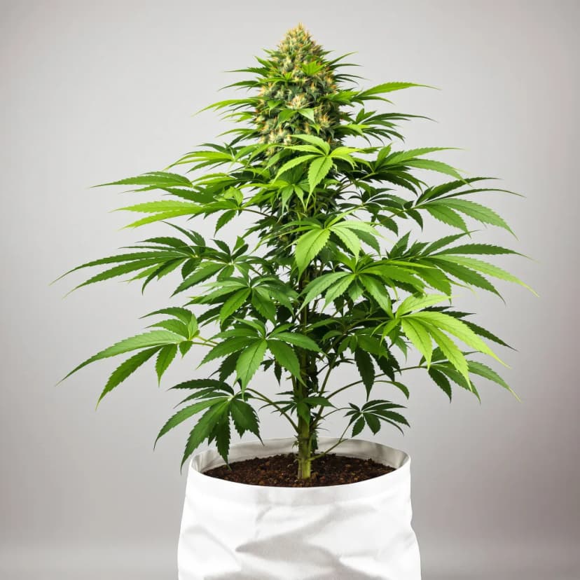 Tangerine Dream feminized cannabis plant