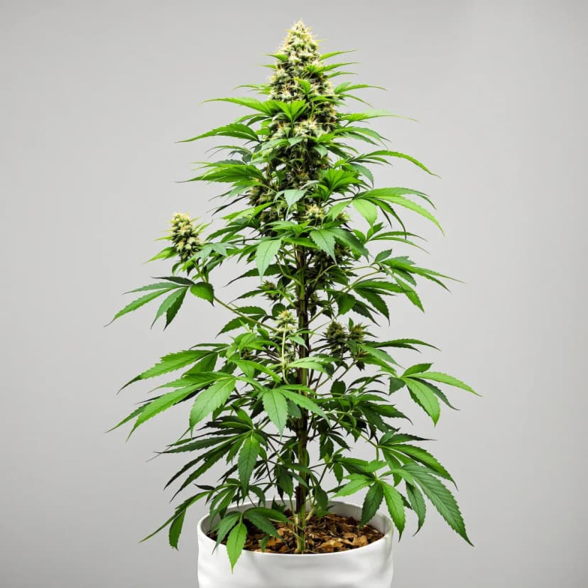 Tangerine feminized cannabis plant