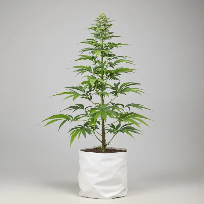 Tangerine Haze autoflower cannabis plant