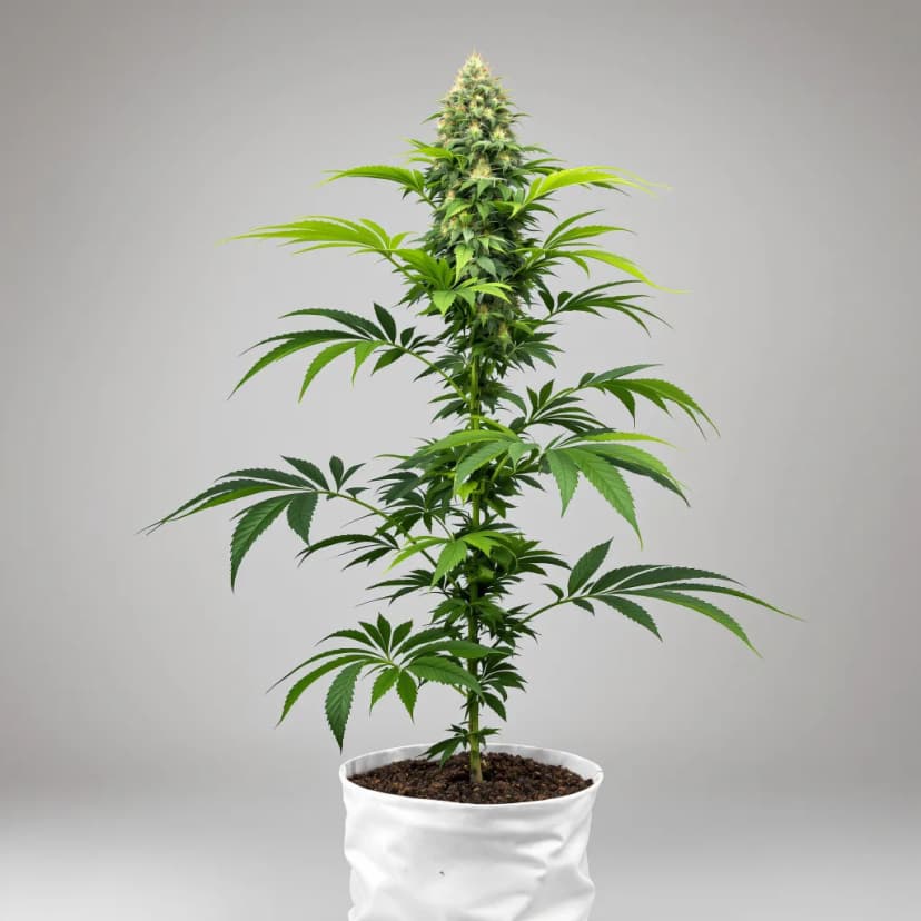 Tangerine Kush autoflower cannabis plant