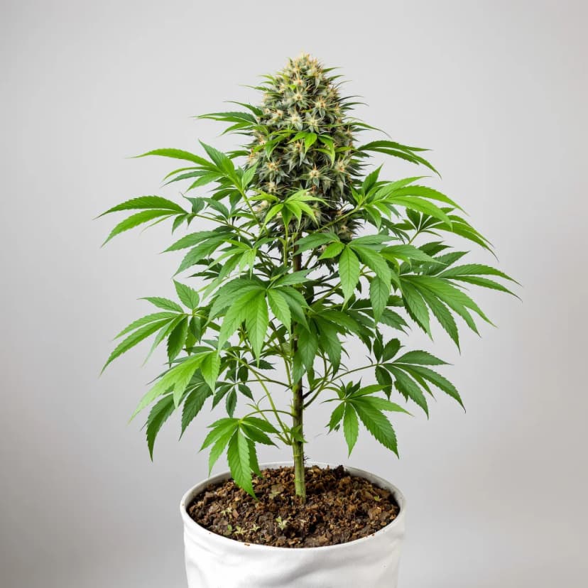Tangerine Kush feminized cannabis plant