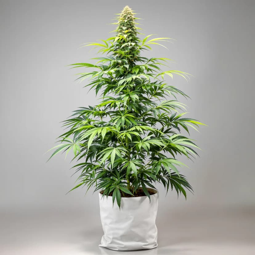 Tangerine Power feminized cannabis plant