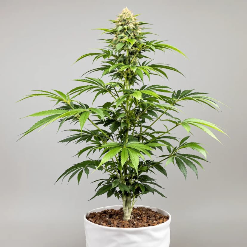 Tembo Kush autoflower cannabis plant