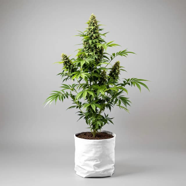 Tembo Kush feminized cannabis plant