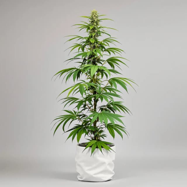 Thai feminized cannabis plant
