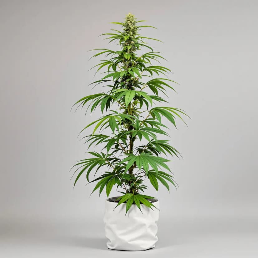 Thai feminized cannabis plant