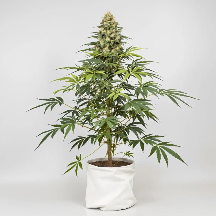 THC Bomb autoflower cannabis plant