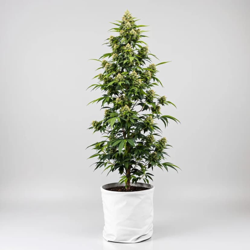 THC Bomb feminized cannabis plant