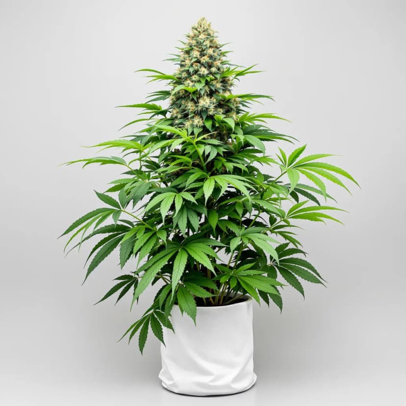 The Hog feminized cannabis plant