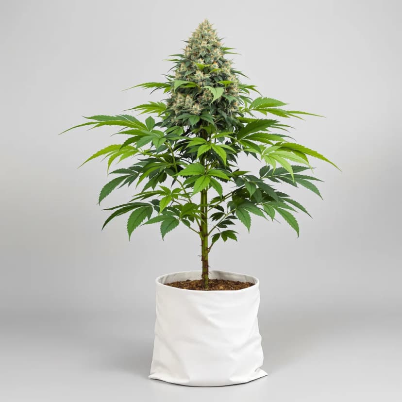 The OX autoflower cannabis plant