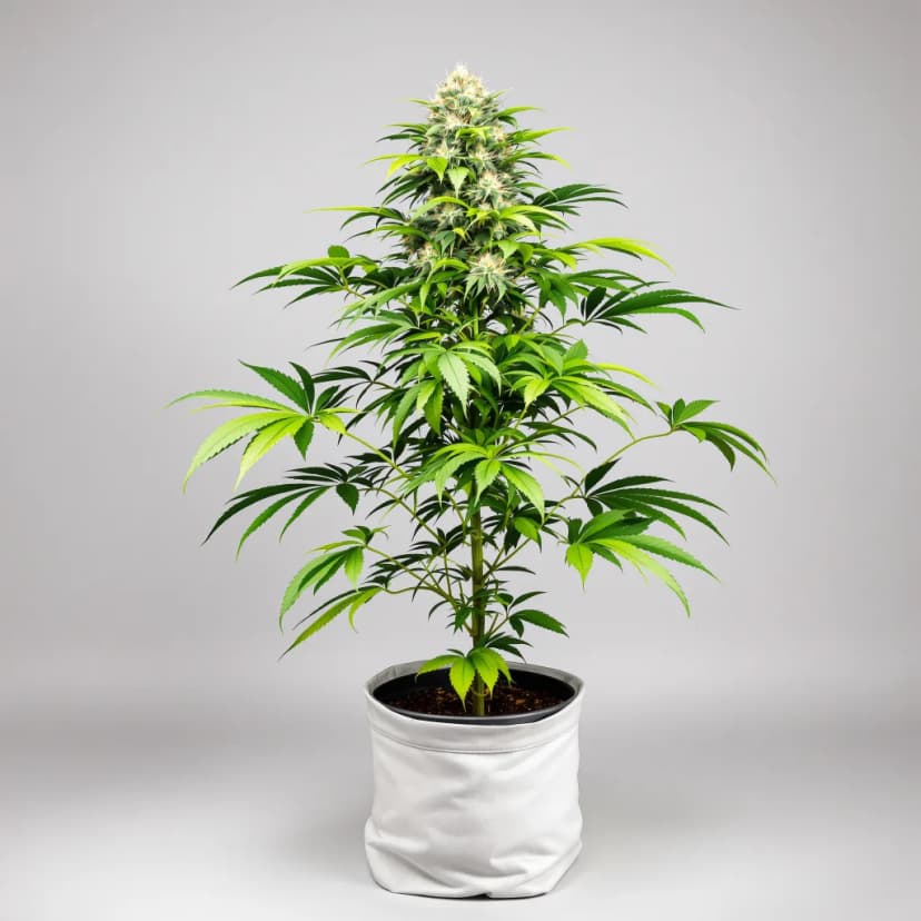 The Sister autoflower cannabis plant