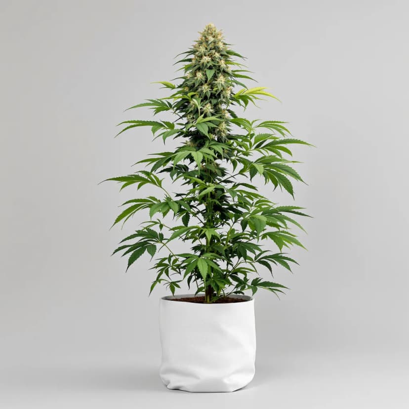 The Truth feminized cannabis plant