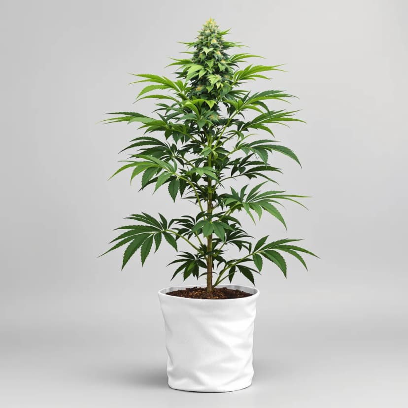 The White feminized cannabis plant