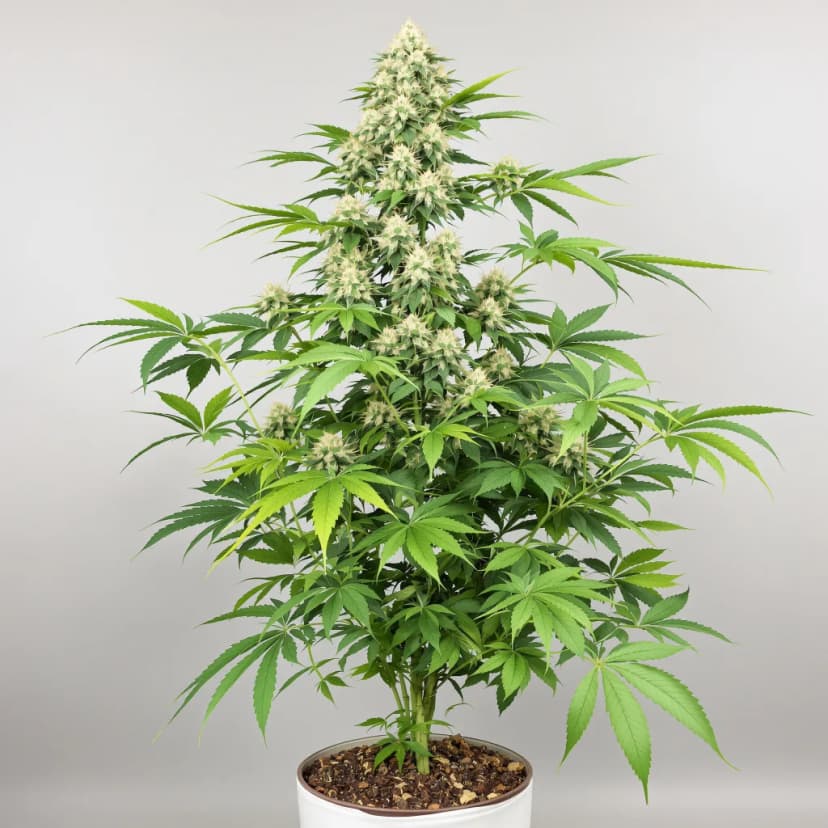 Tiger Woods feminized cannabis plant
