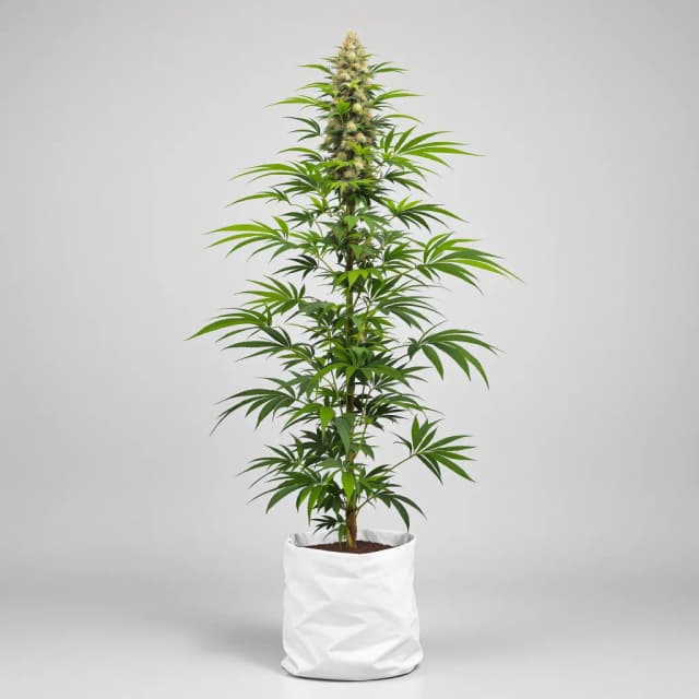 Timewreck feminized cannabis plant