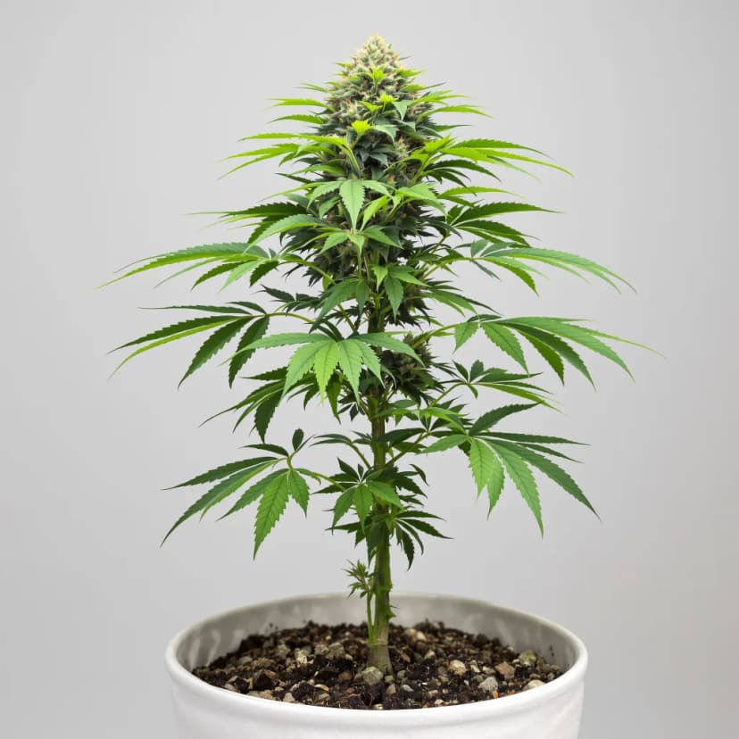 Trash feminized cannabis plant