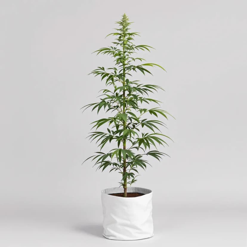 Tree of Life feminized cannabis plant