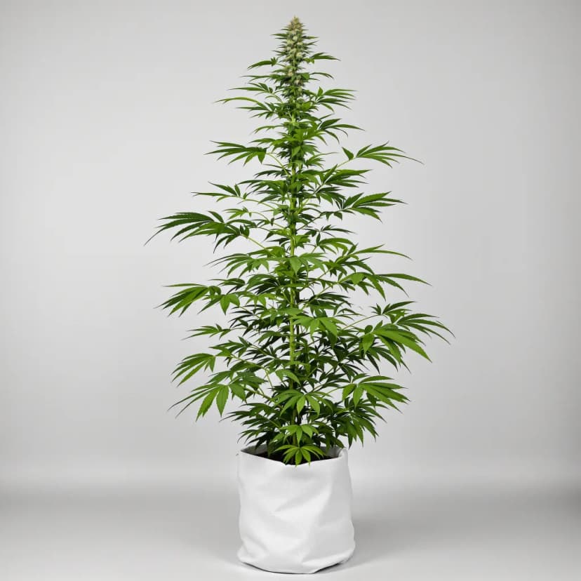 Trinity feminized cannabis plant