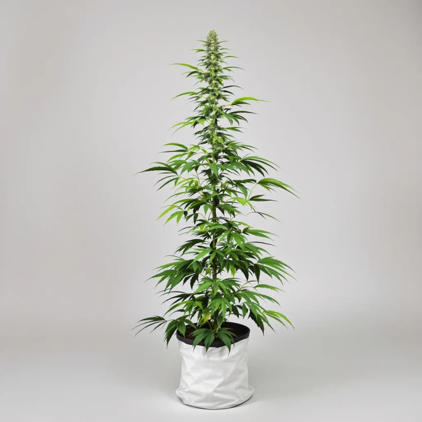 Tropic Thunder feminized cannabis plant