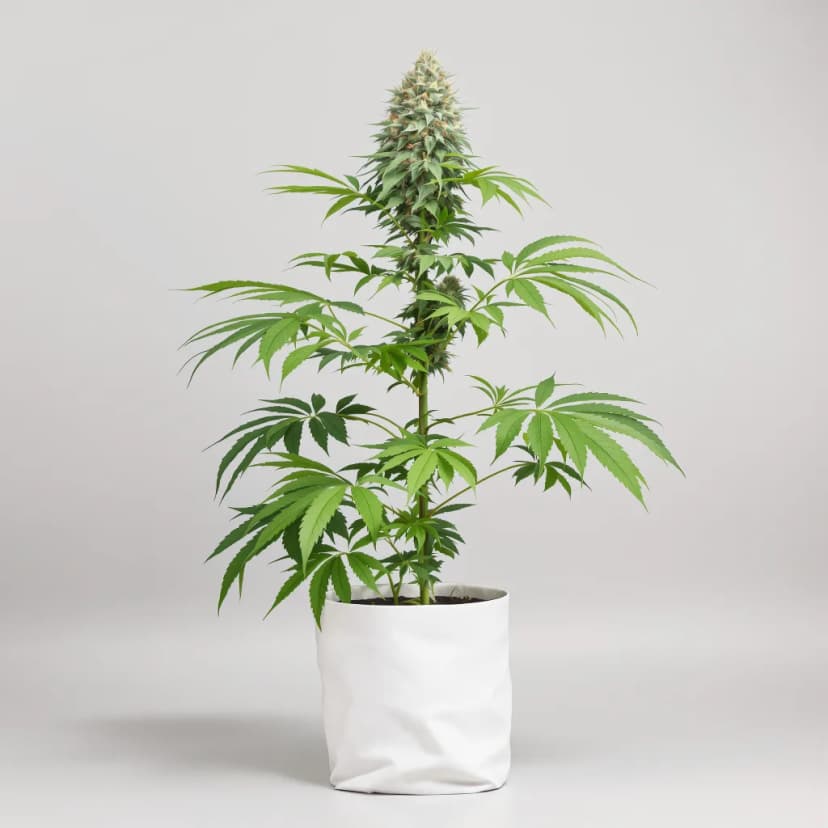 Tuna Kush feminized cannabis plant