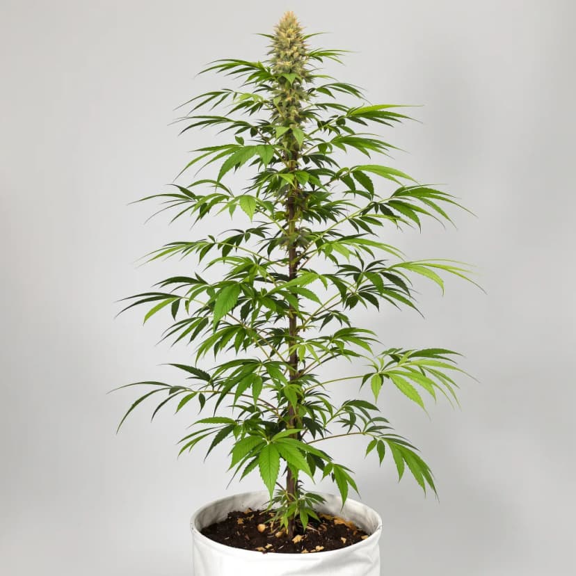 Turbo Mind Warp autoflower cannabis plant